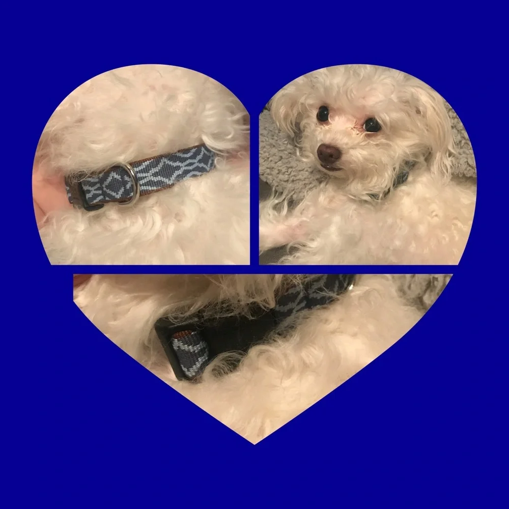 Harry Barker Canines for Veterans Dog Collar